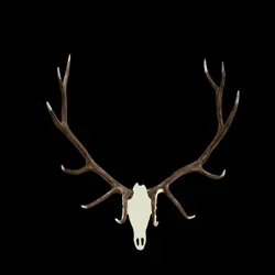 NOSO Patch – Buck