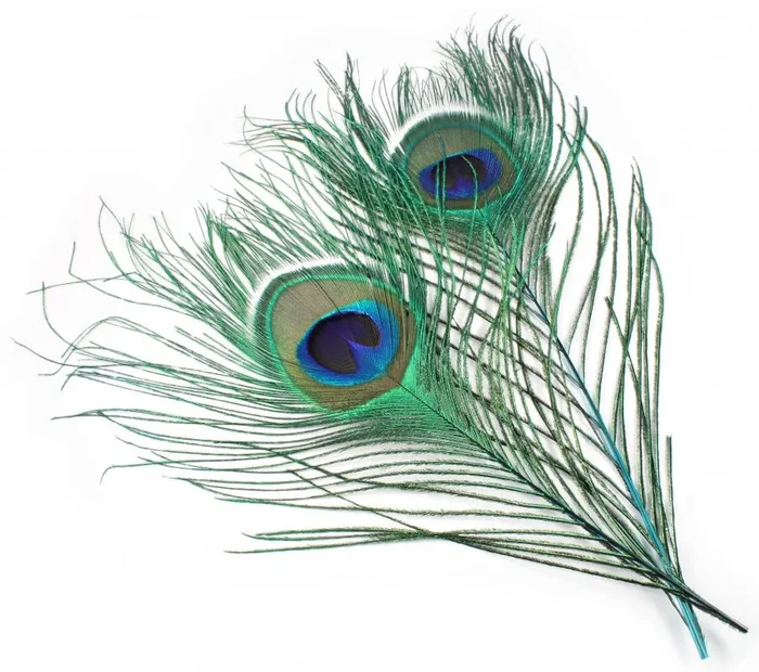 Veniard Peacock Eyes